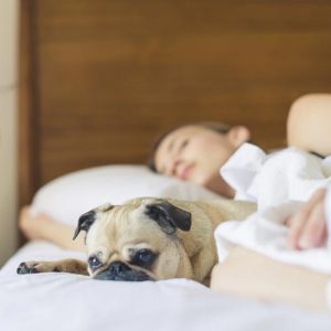 Pets in Bed Means Bad News for Your Spine