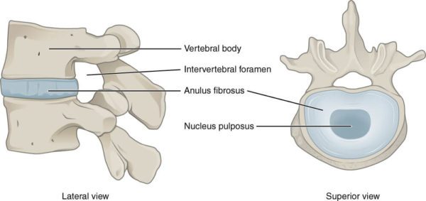Understanding-the-makeup-of-spinal-discs