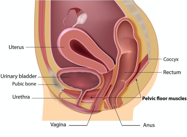 which-could-lead-to-incontinence