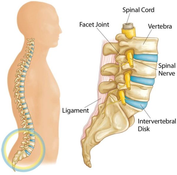 Understanding spinal discs