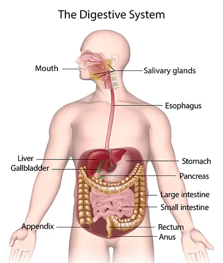 The-Digestive-System
