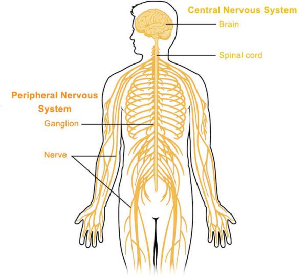 The-Nervous-System