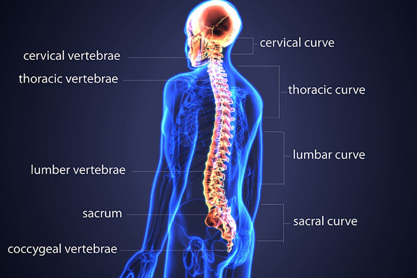 The-Neuromusculoskeletal-System-Back-Pain