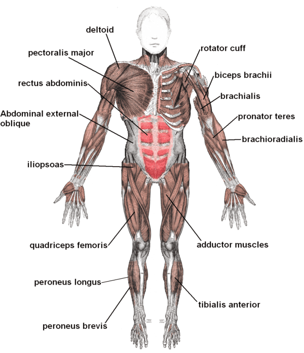 What-is-the-neuromusculoskeletal-system