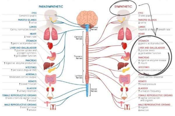Your Nervous System and Digestion